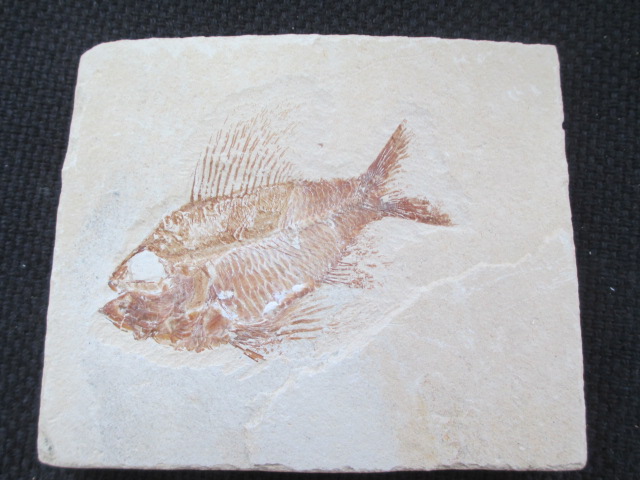 レバノン産化石 Kasekiya