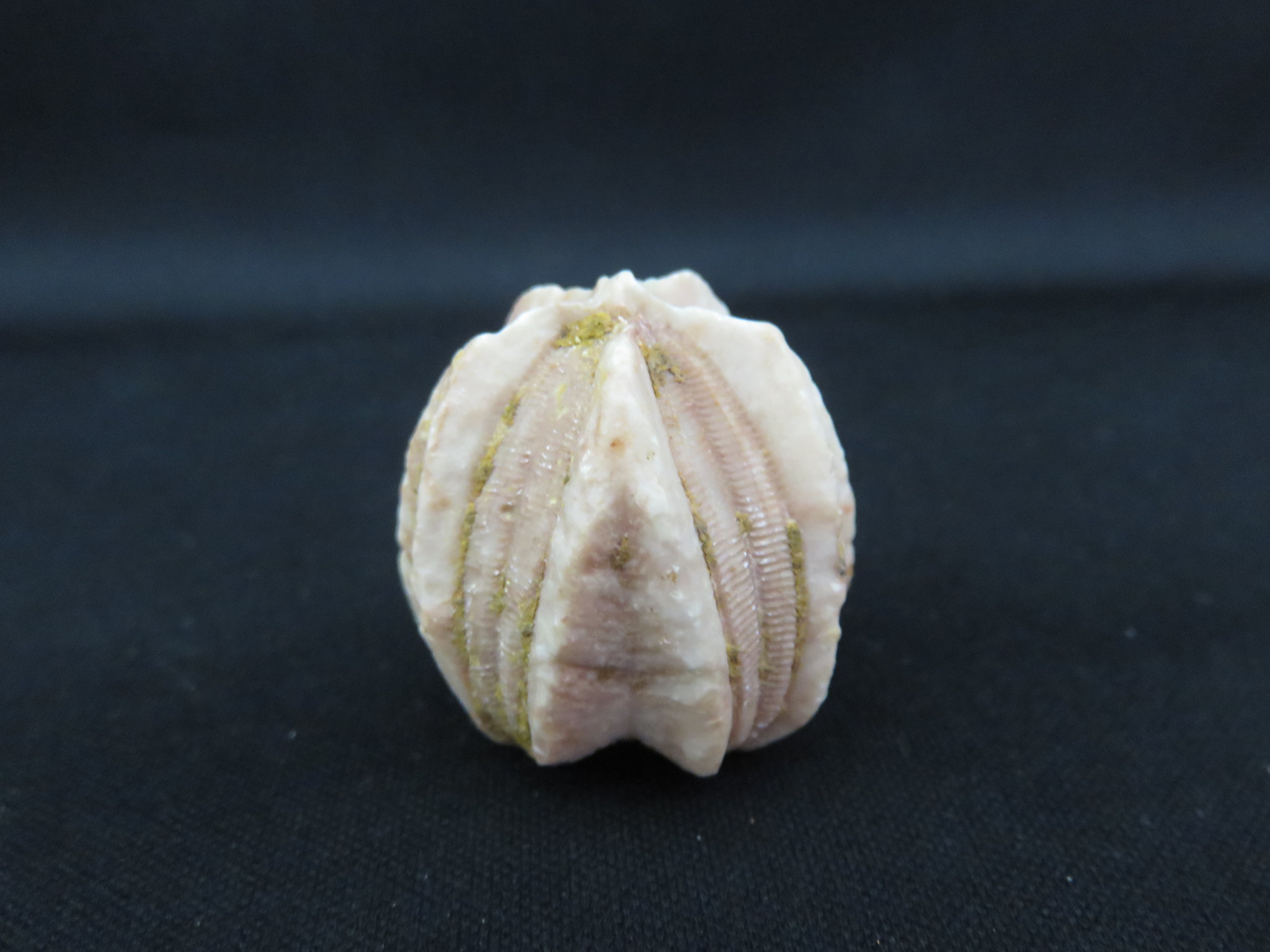 棘皮動物化石 ウニやヒトデの仲間 Kasekiya 棘皮動物化石 ウニやヒトデの仲間 Kasekiya