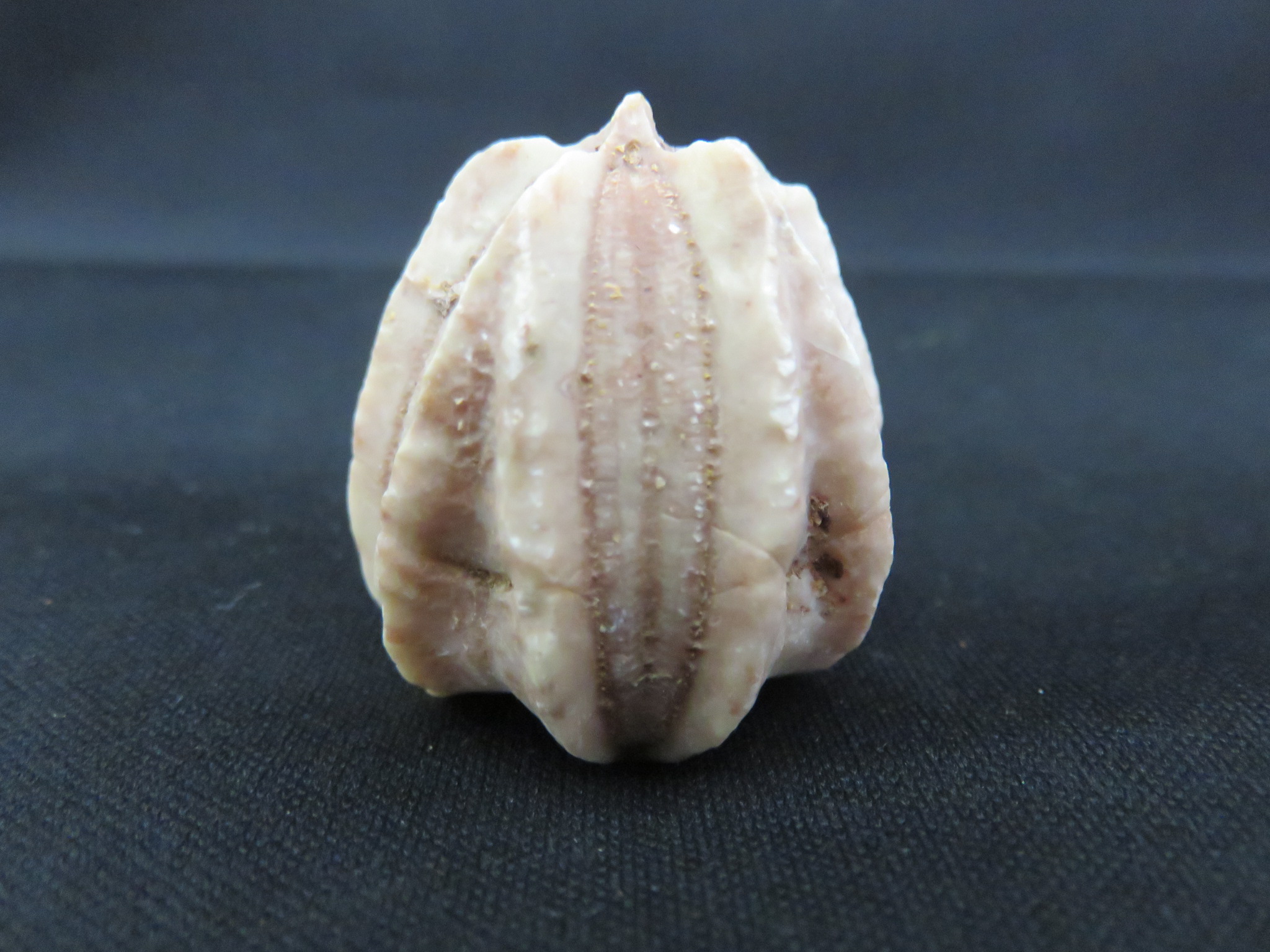 棘皮動物化石 ウニやヒトデの仲間 Kasekiya 棘皮動物化石 ウニやヒトデの仲間 Kasekiya