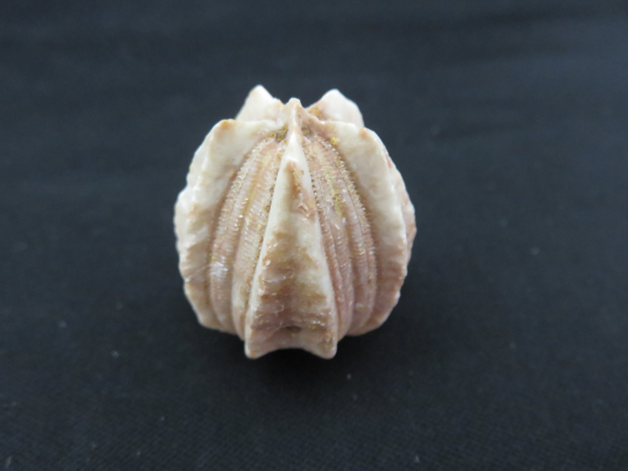 ウミツボミの化石 商品一覧 Kasekiya ウミツボミの化石 商品一覧 Kasekiya