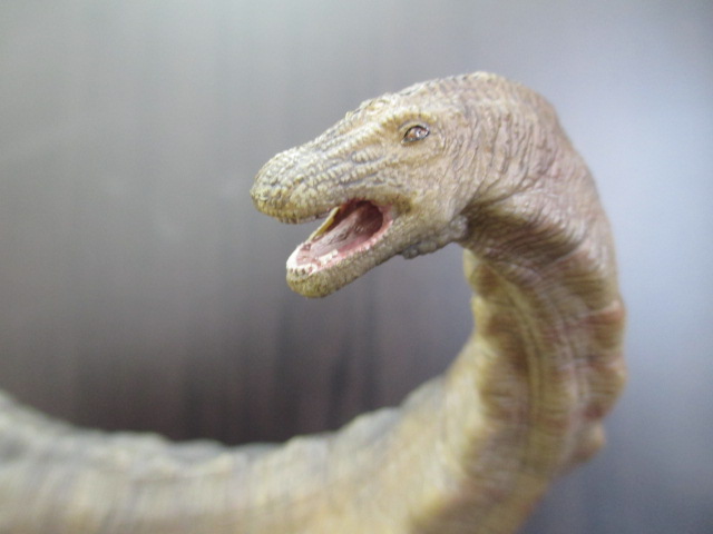 世界の化石販売「KASEKIYA」