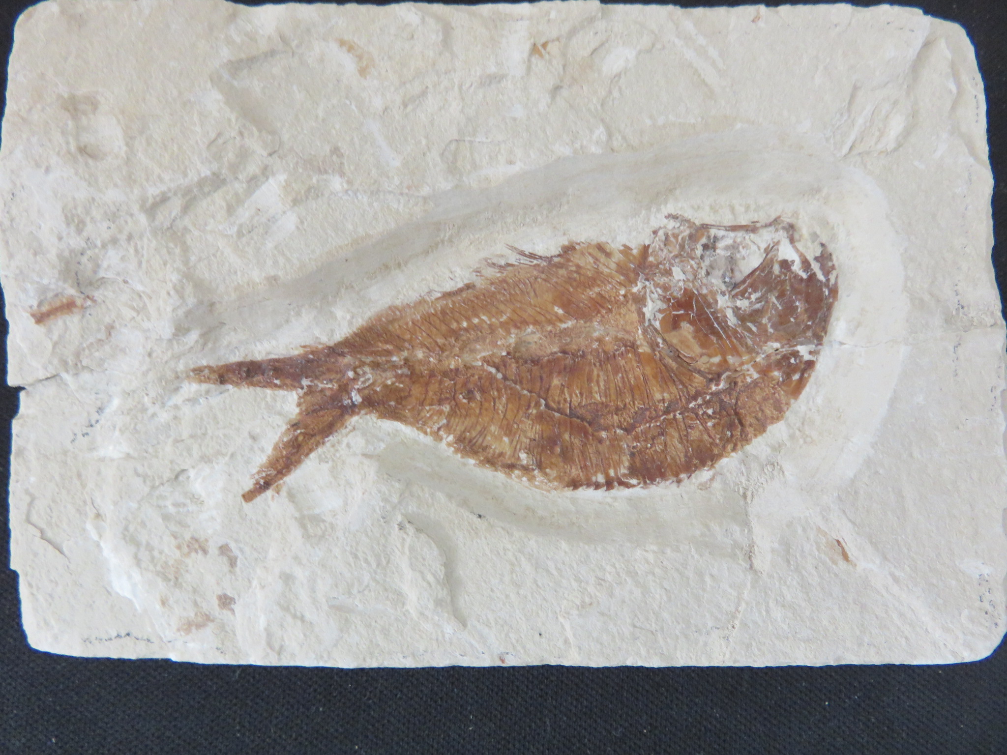 レバノン産 魚の化石 Armigatus 商品一覧 Kasekiya