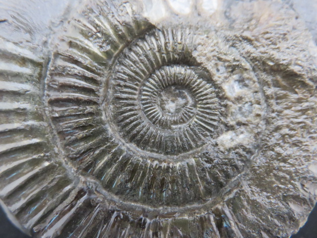 商品一覧 Kasekiya